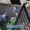 タバコを吸いながら自転車に乗る迷惑外国人女（ポイ捨て常習犯）2025/07/22【防犯カメラ】