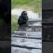 タバコを没収されたカラス氏の逆襲？